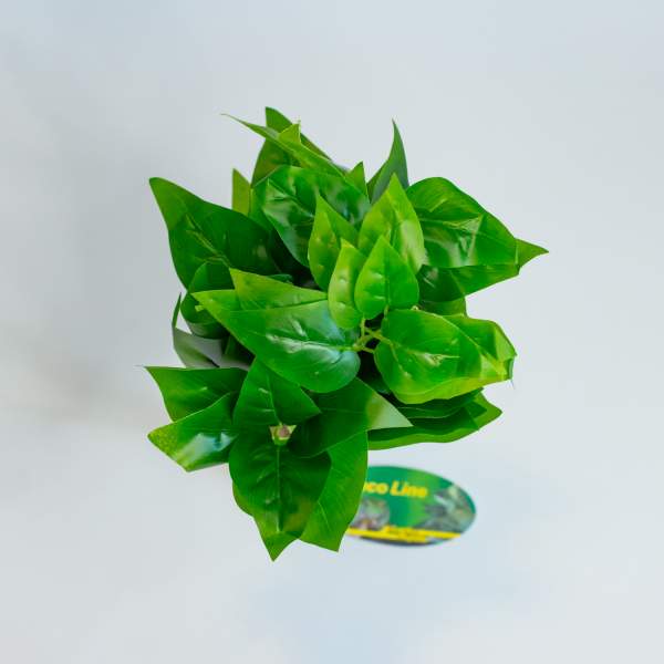 Preview: Lucky Reptile Golden Pothos auf Steinsockel